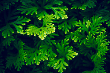 Green plant nature