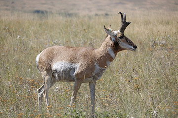 Pronghorn Antelope