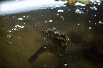 Komodo dragon swimming
