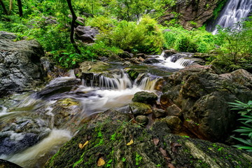 Stream in the tropical jungle and rain forest