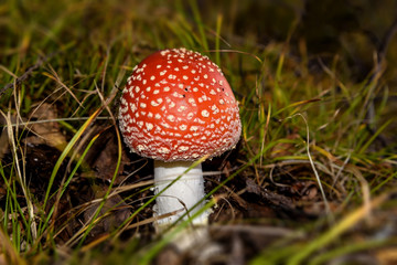 amanita mushroom forest closeup