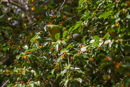 Thick-billed Green Pigeon (Treron curvirostra) in nature