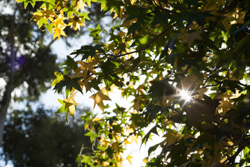 Autumn Light