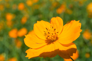 オレンジコスモス