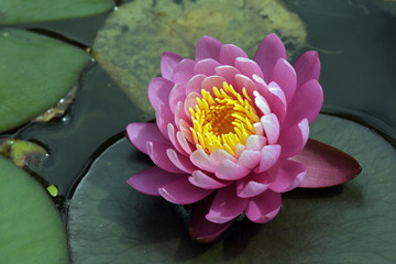 Purple waterlilly in the dark lake