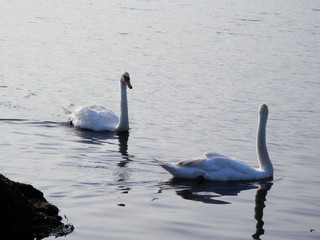 ２白鳥(ウトナイ湖)