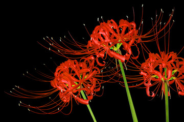 Beautiful red spider lily flowers, or Lycoris radiata, isolated on black background