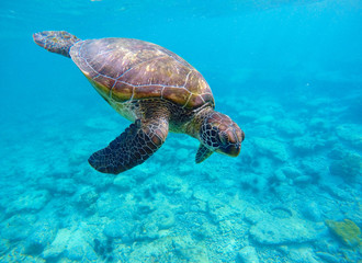 Underwater photo with sea turtle and text place