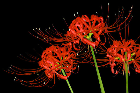 Fototapeta Beautiful red spider lily flowers, or Lycoris radiata, isolated on black background