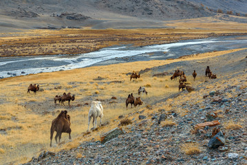 camels herd graze mountains