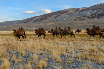 camels herd graze mountains