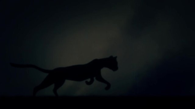 A Black Panther Runs in Loop Under a Lightning Storm at Night