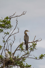 Oriental darter or snakebird bird