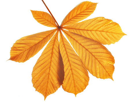 Autumn leaves of chestnut tree (Aesculus hippocastanum) isolated on white background