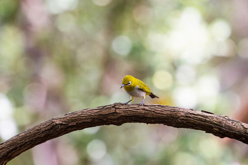 Oriental White-eye Bird of Thailand