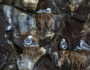 Sea gulls nest on the cliffs of Pacific Ocean.