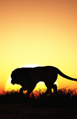  lion  at sunset.