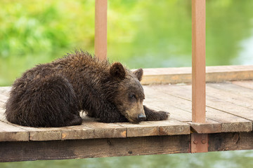 Small brown bear on bridge fence to account for fish. Kurile Lake.