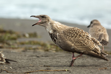 Pacific Gull shows aggression on ocean.