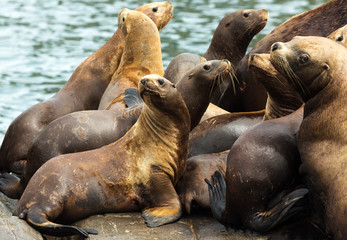 Rookery Steller sea lions. Island in Pacific Ocean near Kamchatka Peninsula.