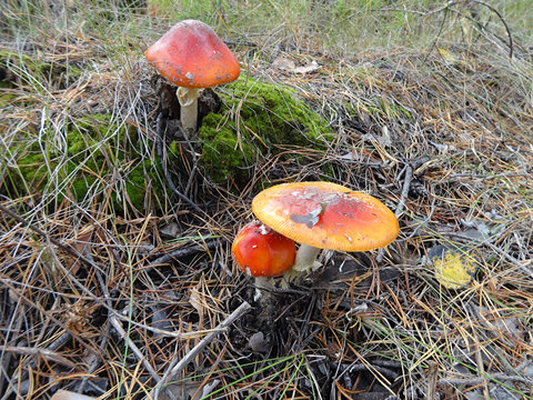Family of three red toadstools in the woods