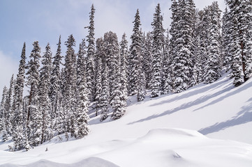 Evergreen Shadows on a Hill
