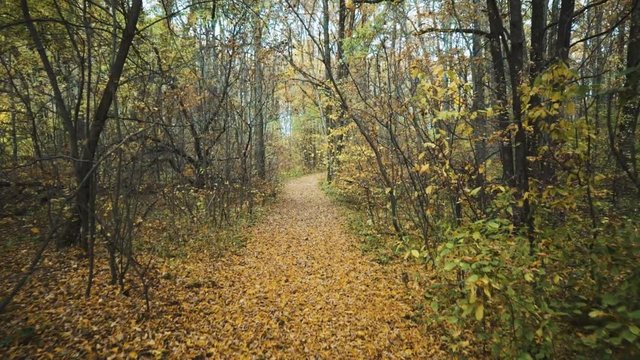 Camera movement in the autumn oak forest.