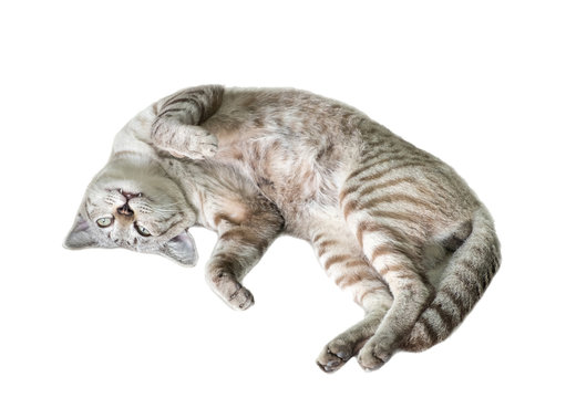 Fluffy White Cat Curled Up Sleeping Isolated On White Background