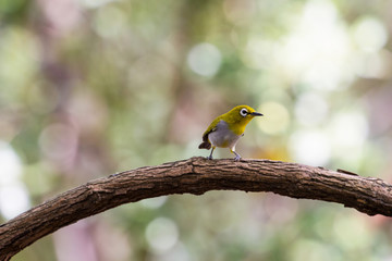 Oriental White-eye Bird of Thailand