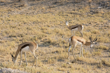 group springbok in Etosha National Park, Namibia
