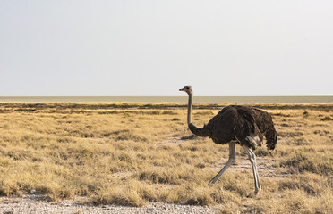 Fototapeta premium Ostrich in the African savannah