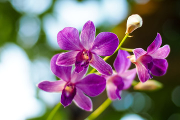 Fototapeta na wymiar purple orchid in garden