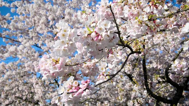 Closeup view of a branch of a cherry blossom tree with more cherry blossoms out of focus in the background