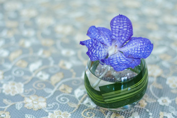 purple orchid in glass on table