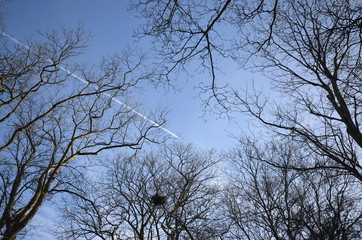 Airplane leaving a trail behind trees