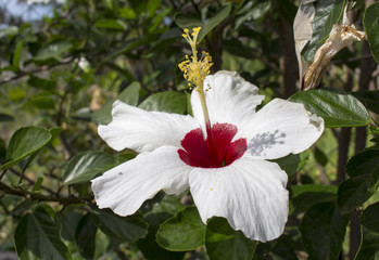 Hibiscus flower with white petals and red middle.