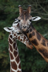 wedding ritual giraffes