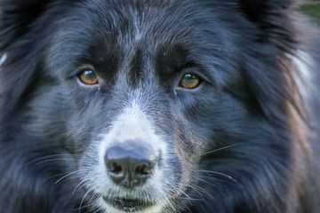 Starring black and white Border Collie.