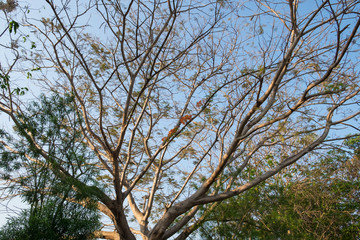 Flam-boyant, The Flame Tree, Royal Poinciana, tree sprawl branch