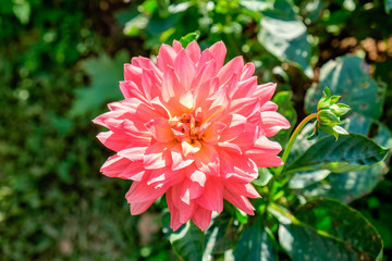 Rose pink blooming green leaf in garden