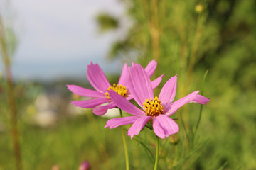 ピンクのコスモスの花