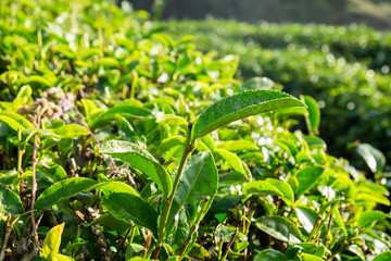 Tea leaf dew shoots in farm close up