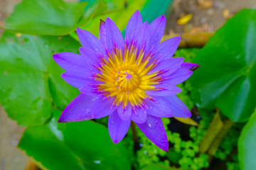 Lotus flower on nature background