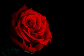 red rose black background