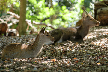 deers in forest