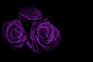 lilac roses black background