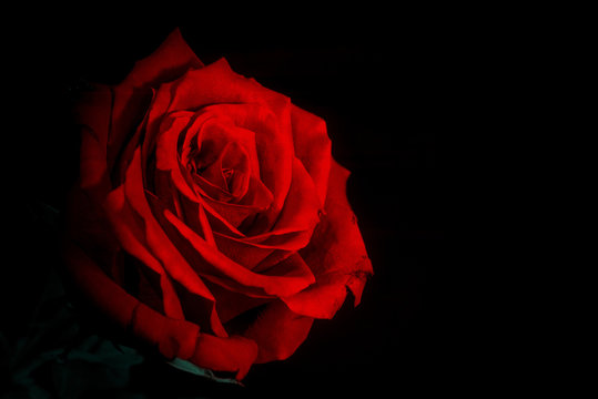 Fototapeta red rose black background