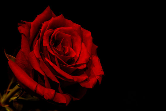 Fototapeta red rose black background