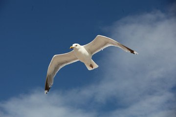 Möwe im Wind