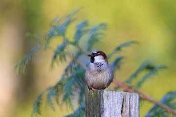 Haussperling auf Pfahl vor Blattwerk des Lebensbaum